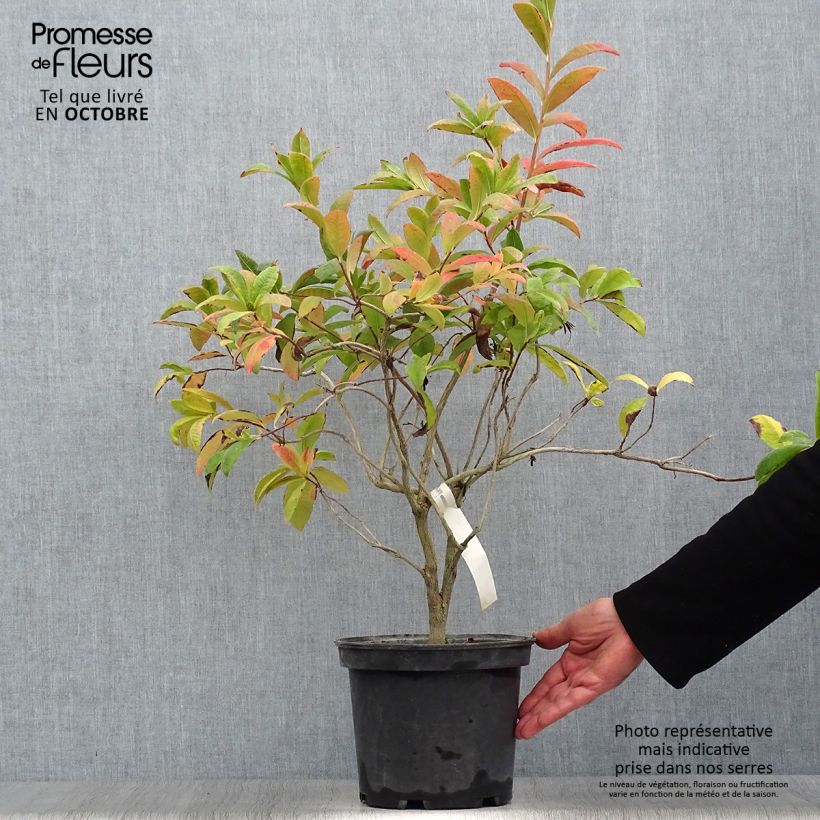 Exemplar von Sommergrüne Azalee Anneke - Azalea Topf mit 4L/5L wie im Herbst geliefert