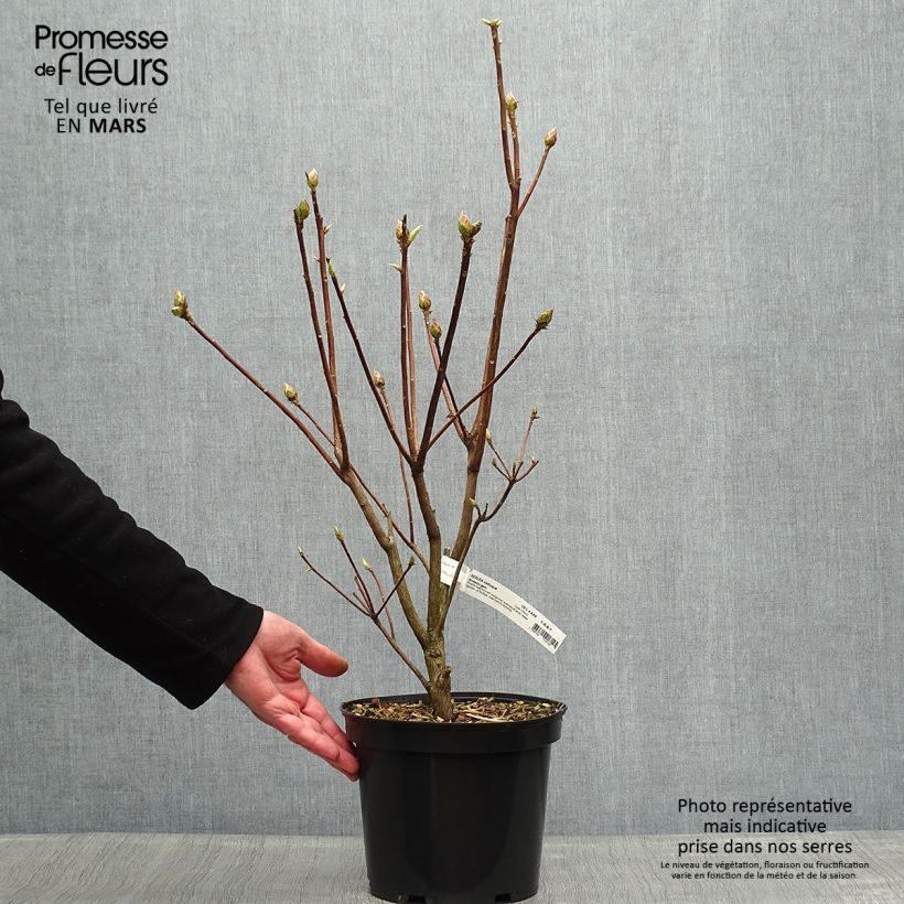 Exemplar von Sommergrüne Azalee Arneson Gem - Azalea Topf mit 4L/5L wie im Frühjahr geliefert