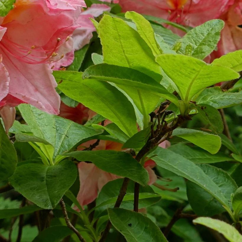 Sommergrüne Azalee Cecile - Azalea mollis (Laub)