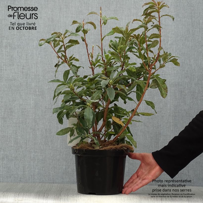 Exemplar von Sommergrüne Azalee Daviesii - Azalea mollis Topf mit 4L/5L wie im Herbst geliefert