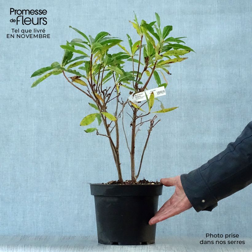 Exemplar von Sommergrüne Azalee Delicatissima - Azalea Topf mit 4L/5L wie im Herbst geliefert