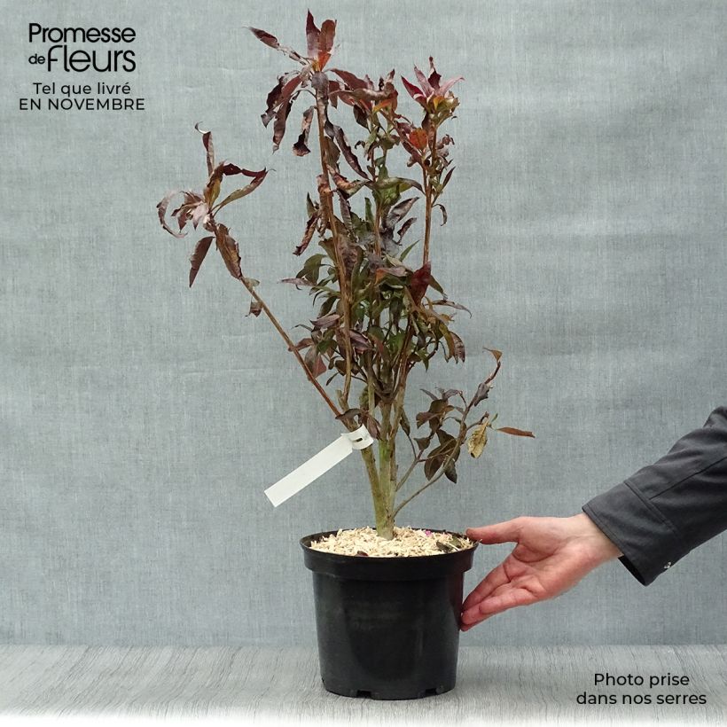 Exemplar von Sommergrüne Azalee Fire Ball - Azalea Topf mit 4L/5L wie im Herbst geliefert