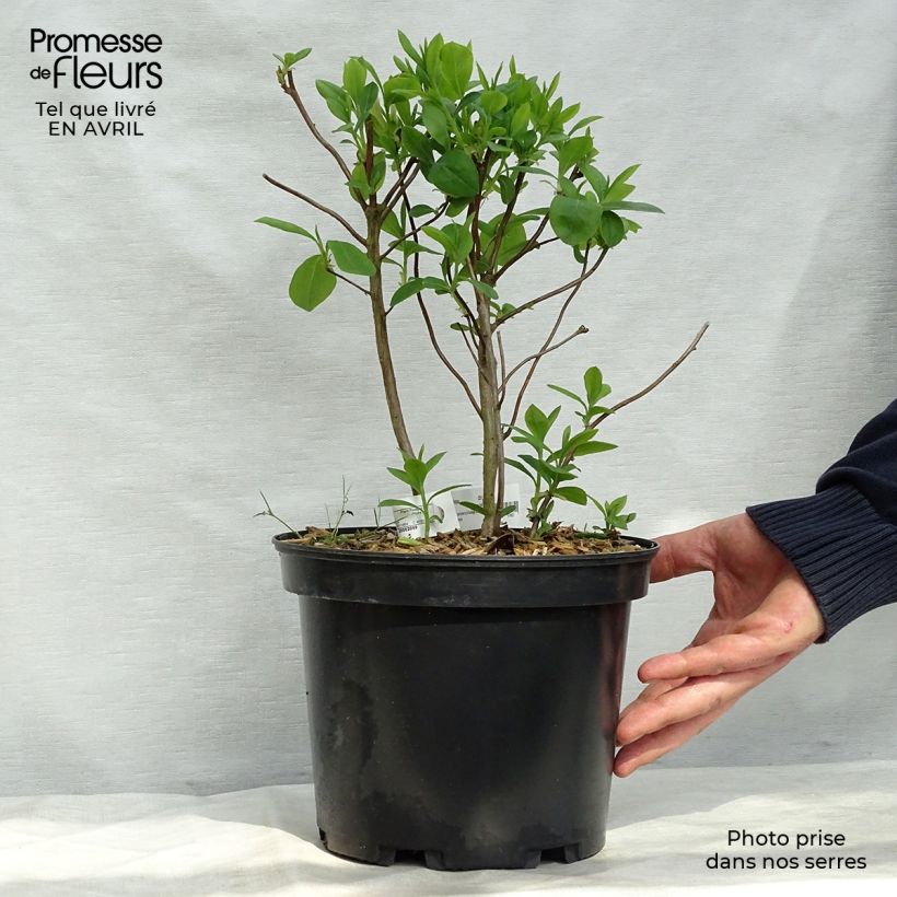 Exemplar von Sommergrüne Azalee Fragrant Star - Azalea Topf mit 4L/5L wie im Frühjahr geliefert