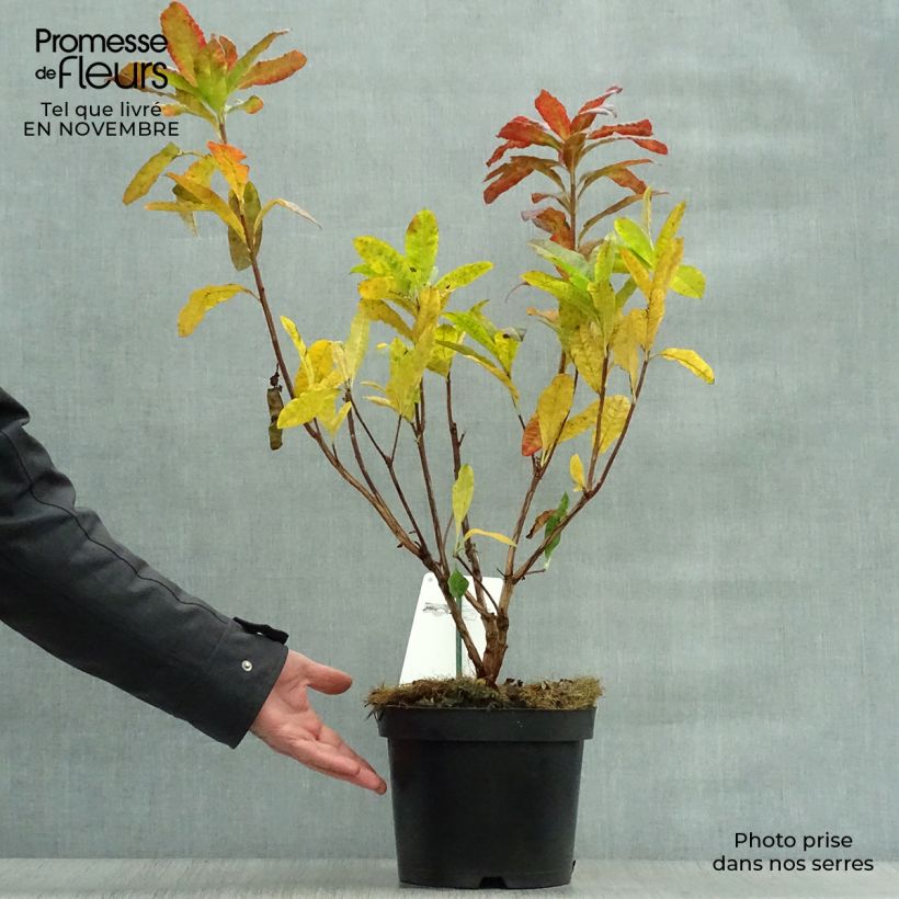 Exemplar von Sommergrüne Azalee Harvest Moon - Azalea mollis Topf mit 4L/5L wie im Herbst geliefert