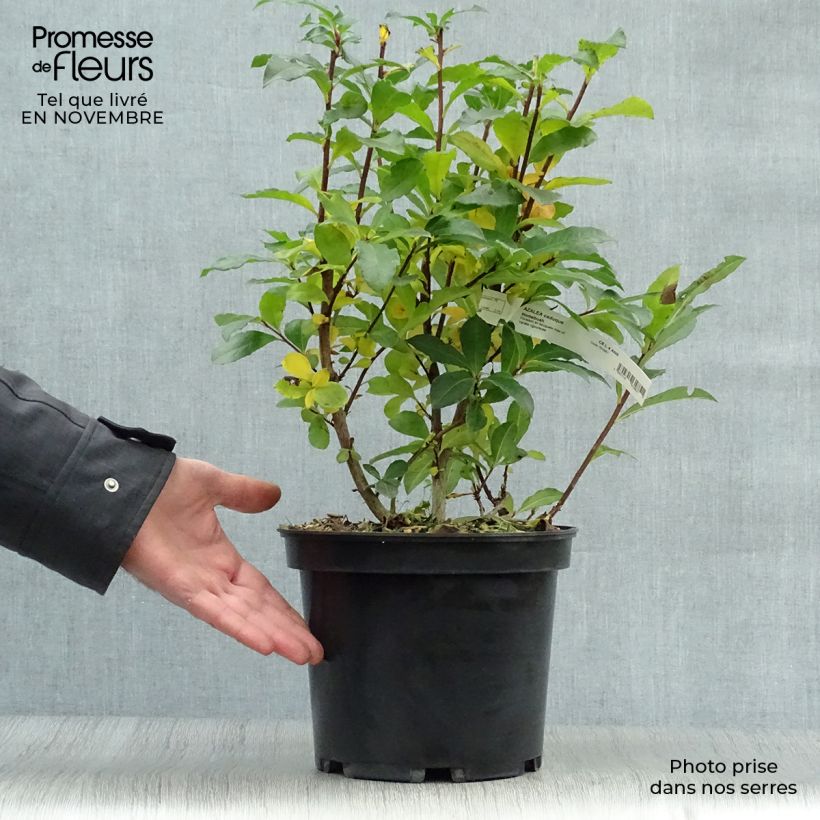 Exemplar von Sommergrüne Azalee Homebush - Azalea Topf mit 4L/5L wie im Herbst geliefert