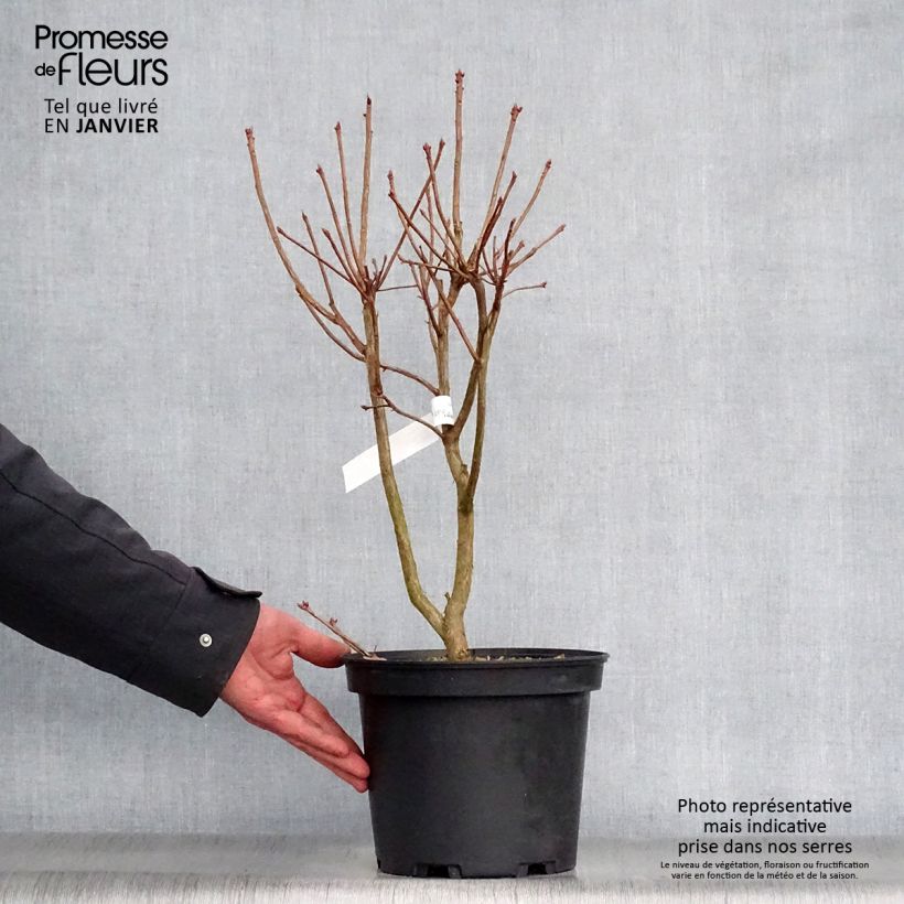 Exemplar von Azalea viscosum Jolie Madame - Sommergrüne Azalee Topf mit 3L/4L wie im Winter geliefert