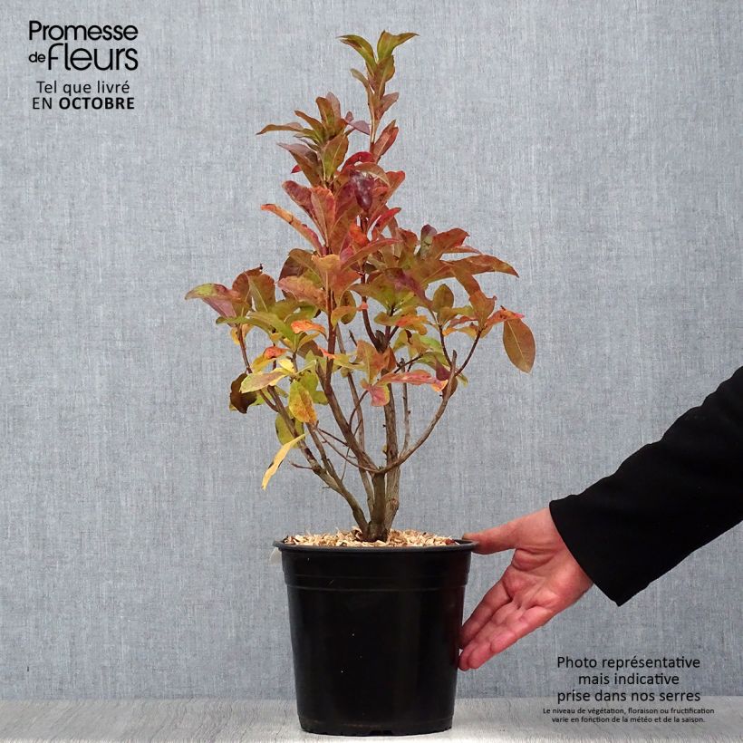 Exemplar von Azalea viscosum Jolie Madame - Sommergrüne Azalee Topf mit 3L/4L wie im Herbst geliefert