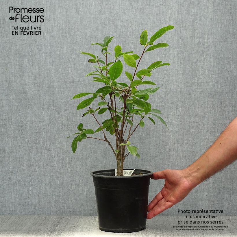 Exemplar von Sommergrüne Azalee Klondyke - Azalea mollis Topf mit 4L/5L wie im Herbst geliefert