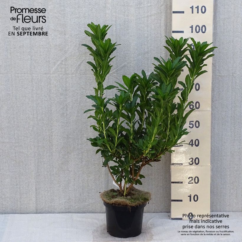 Exemplar von Sommergrüne Azalee Koster's Brilliant Red - Azalea mollis Topf mit 4L/5L wie im Herbst geliefert