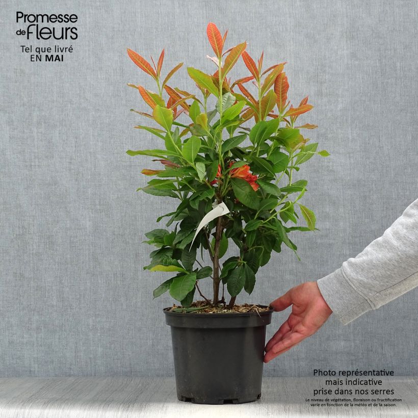 Exemplar von Sommergrüne Azalee Mary Poppins - Azalea Topf mit 4L/5L wie im Frühjahr geliefert