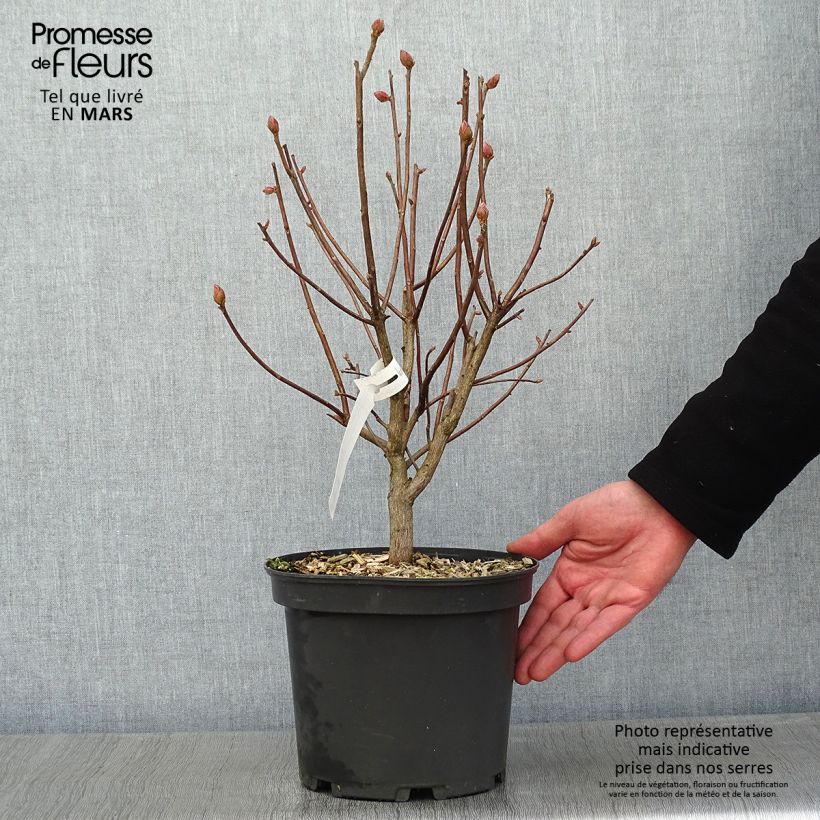 Exemplar von Sommergrüne Azalee Mary Poppins - Azalea Topf mit 4L/5L wie im Winter geliefert