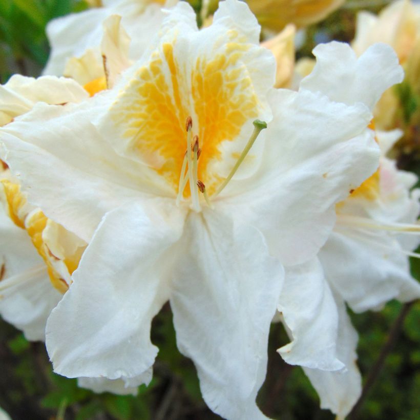 Sommergrüne Azalee Mount Rainier - Azalea (Blüte)