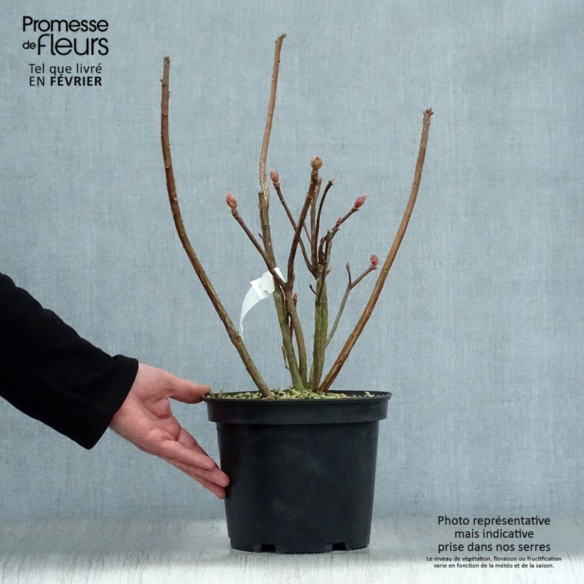 Exemplar von Sommergrüne Azalee Mount Rainier - Azalea Topf mit 4L/5L wie im Winter geliefert