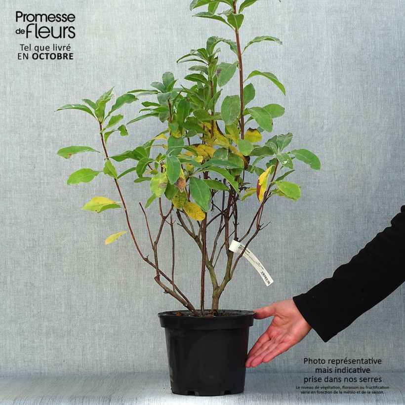 Exemplar von Sommergrüne Azalee Mount Rainier - Azalea Topf mit 4L/5L wie im Herbst geliefert