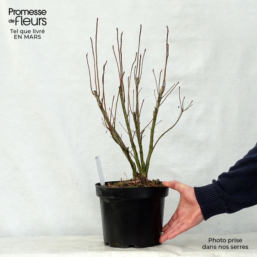 Exemplar von Sommergrüne Azalee Nabucco - Azalea luteum Topf mit 4L/5L wie im Frühjahr geliefert