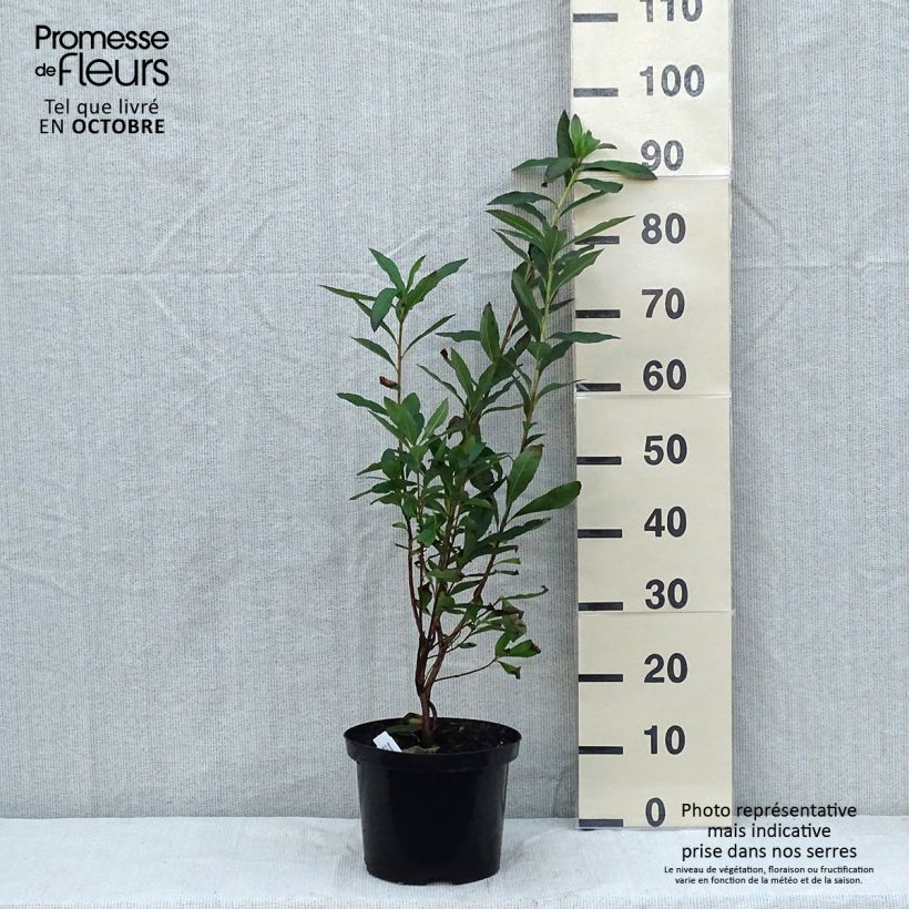 Exemplar von Sommergrüne Azalee Nabucco - Azalea luteum Topf mit 4L/5L wie im Herbst geliefert