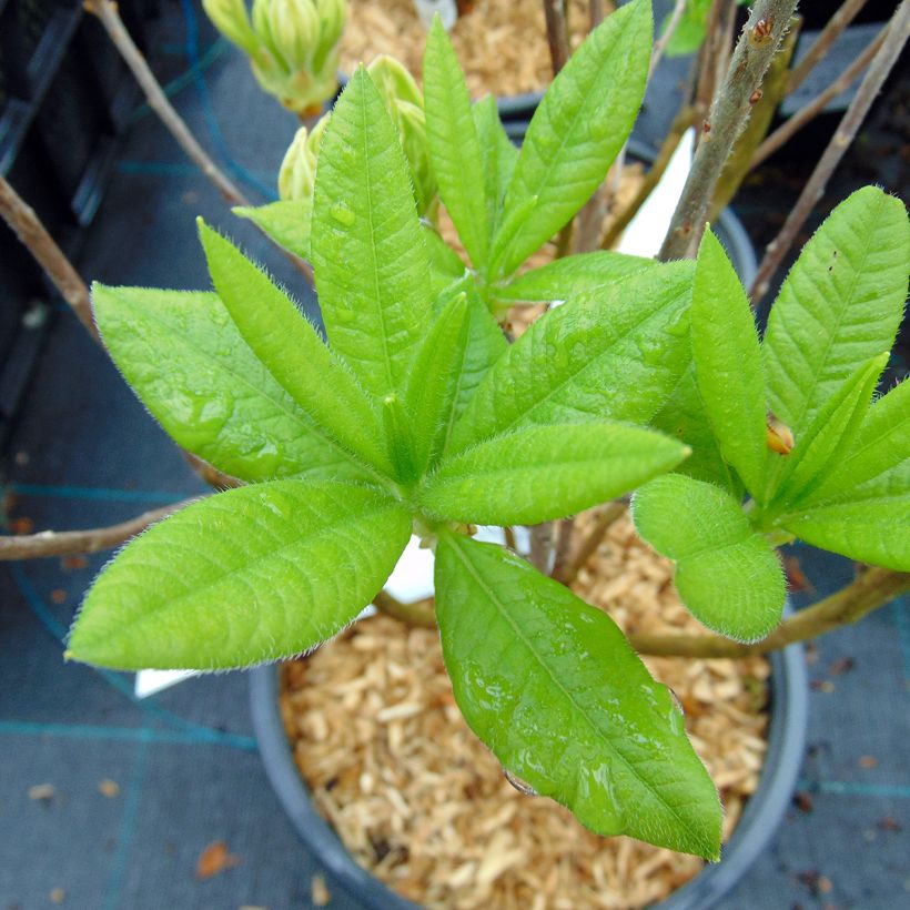 Sommergrüne Azalee Persil - Azalea mollis (Laub)