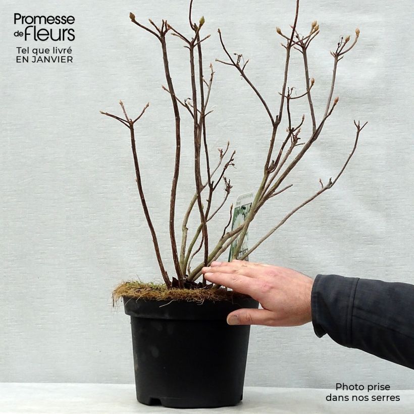 Exemplar von Sommergrüne Azalee Persil - Azalea mollis Topf mit 4L/5L wie im Winter geliefert