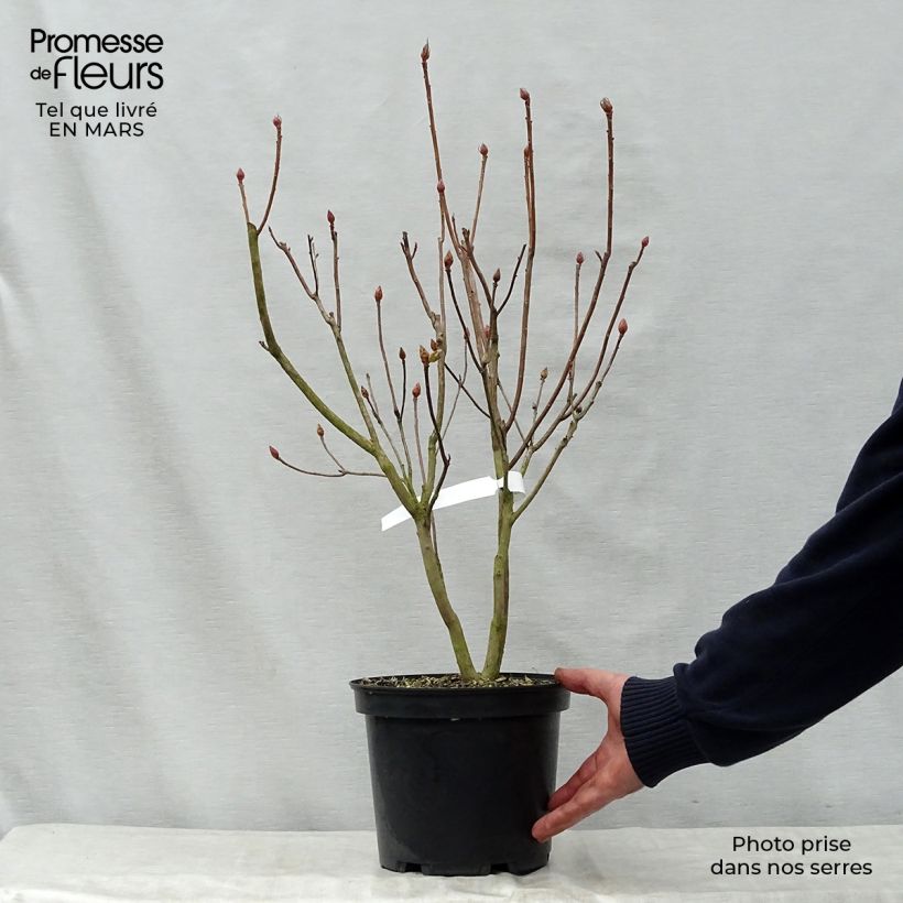 Exemplar von Sommergrüne Azalee Peter Koster - Azalea mollis Topf mit 4L/5L wie im Frühjahr geliefert