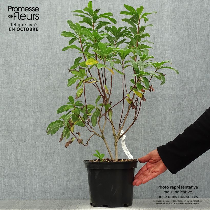 Exemplar von Sommergrüne Azalee Peter Koster - Azalea mollis Topf mit 4L/5L wie im Herbst geliefert
