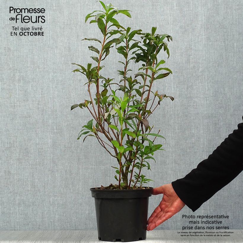 Exemplar von Sommergrüne Azalee Wallowa Red - Azalea Topf mit 4L/5L wie im Herbst geliefert