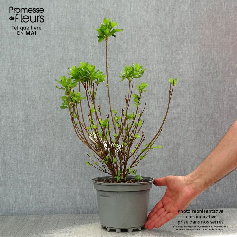 Exemplar von Azalea obtusum Adonis - Japanische Azalee Topf mit 2L/3L wie im Frühjahr geliefert