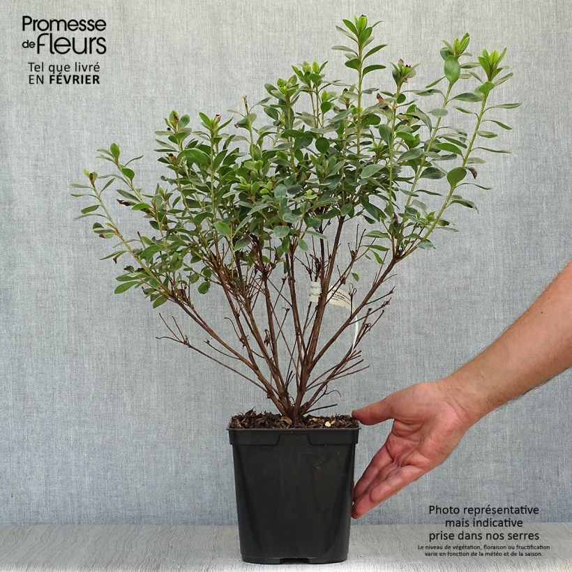 Exemplar von Japanische Azalee Al's Picotee - Azalea Topf mit 2L/3L wie im Herbst geliefert