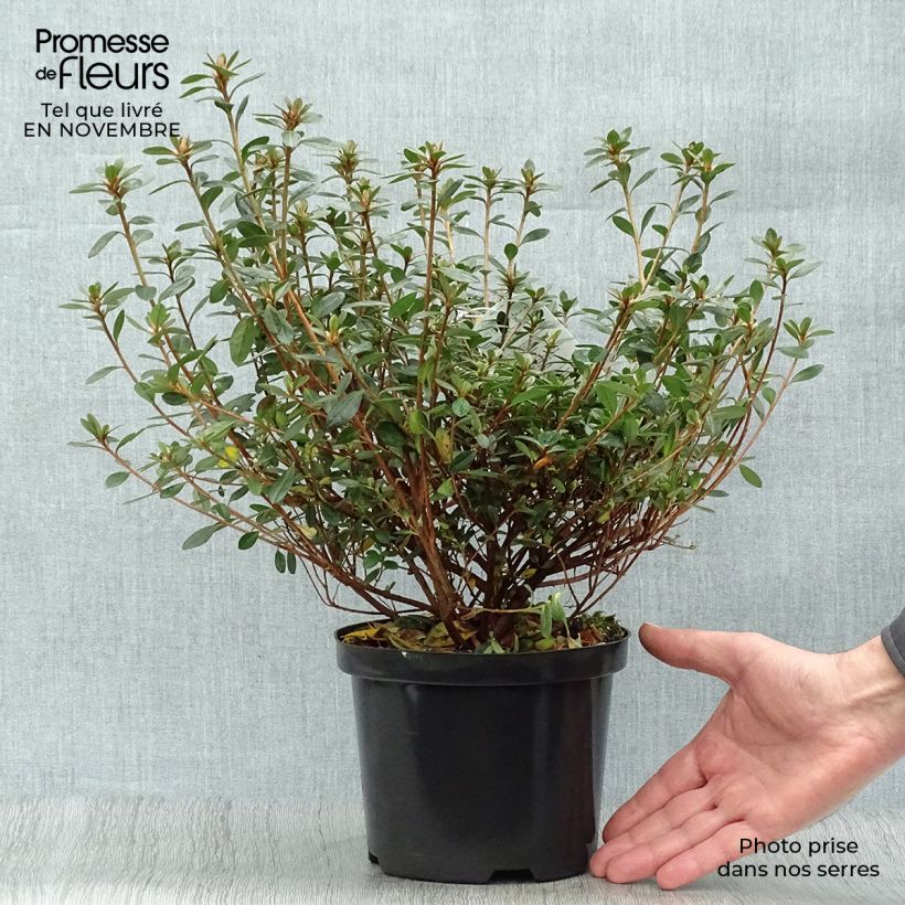 Exemplar von Japanische Azalee Amoena - Azalea Topf mit 12L/15L wie im Herbst geliefert