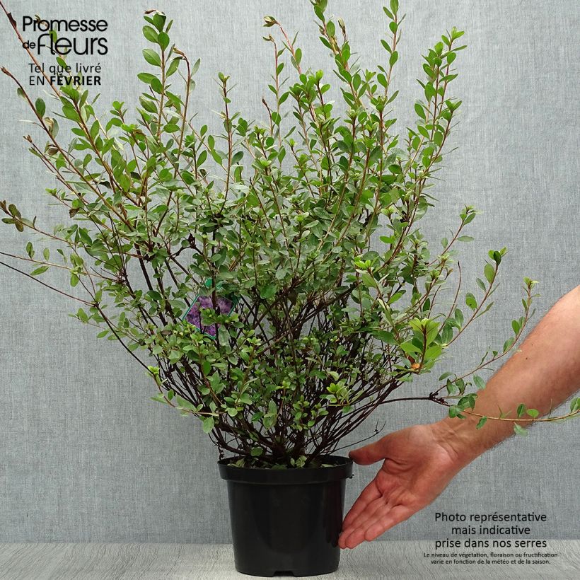 Exemplar von Japanische Azalee Amoena - Azalea Topf mit 2L/3L wie im Herbst geliefert