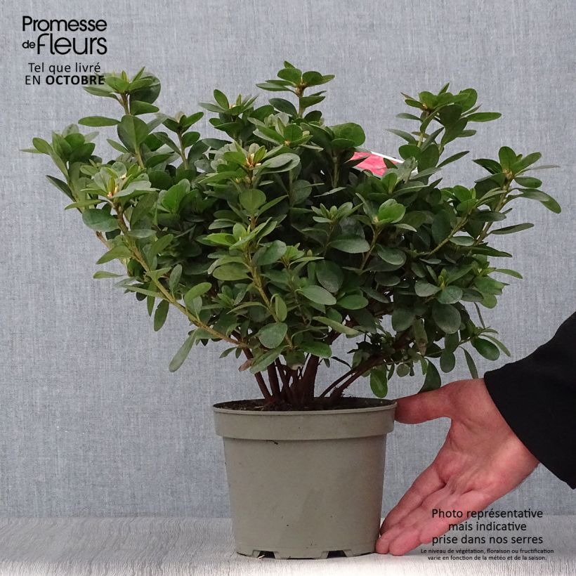 Exemplar von Japanische Azalee Ardeur - Azalea Topf mit 2L/3L wie im Herbst geliefert