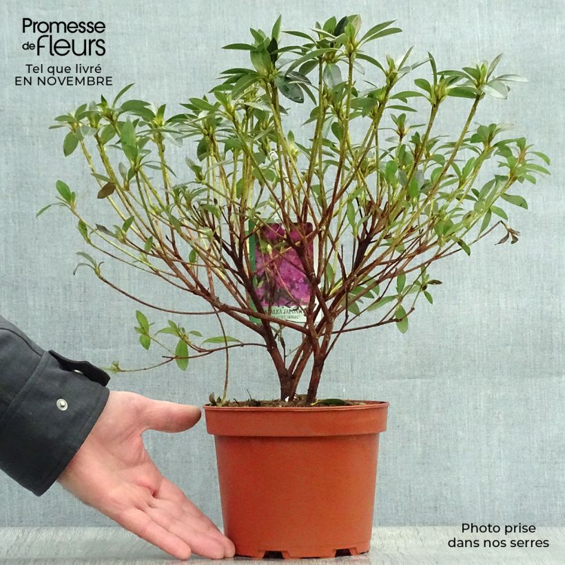 Exemplar von Japanische Azalee Blue Danube - Azalea Topf mit 2L/3L wie im Herbst geliefert