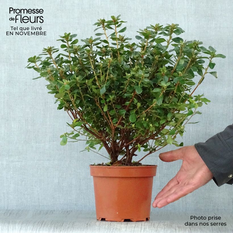 Exemplar von Japanische Azalee Hino-Crimson - Azalea Topf mit 2L/3L wie im Herbst geliefert