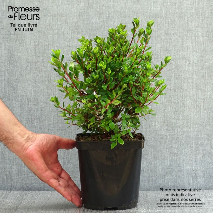 Exemplar von Japanische Azalee Hino-Crimson - Azalea Topf mit 2L/3L wie im Sommer geliefert
