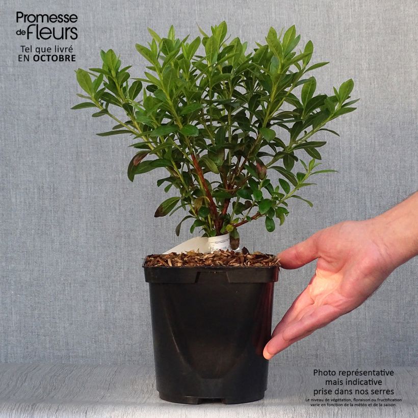Exemplar von Japanische Azalee Ho Oden - Azalea Topf mit 2L/3L wie im Herbst geliefert