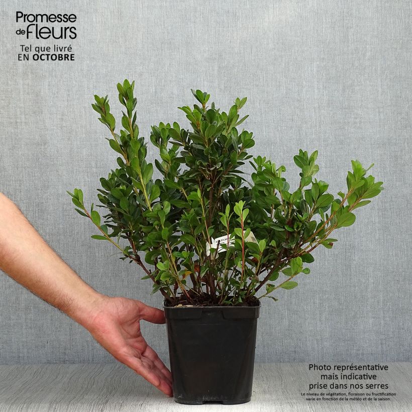 Exemplar von Japanische Azalee Johanna - Azalea Topf mit 2L/3L wie im Herbst geliefert