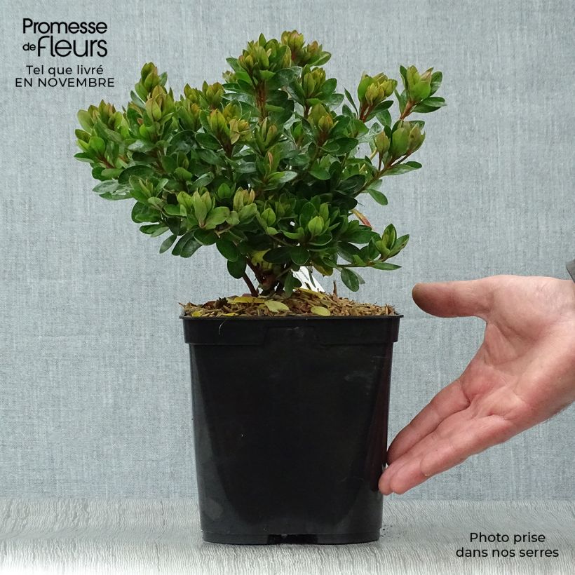 Exemplar von Japanische Azalee Kirin - Azalea Topf mit 2L/3L wie im Herbst geliefert