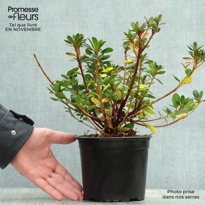 Exemplar von Japanische Azalee Moederdag - Azalea Topf mit 2L/3L wie im Herbst geliefert