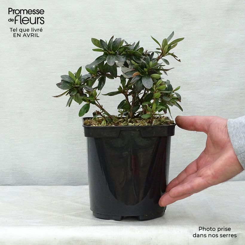 Exemplar von Japanische Azalee Nakaharai Orange - Azalea Topf mit 2L/3L wie im Frühjahr geliefert