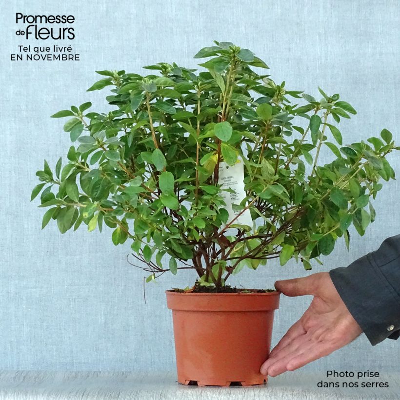 Exemplar von Azalea obtusum Palestrina - Japanische Azalee Topf mit 2L/3L wie im Herbst geliefert