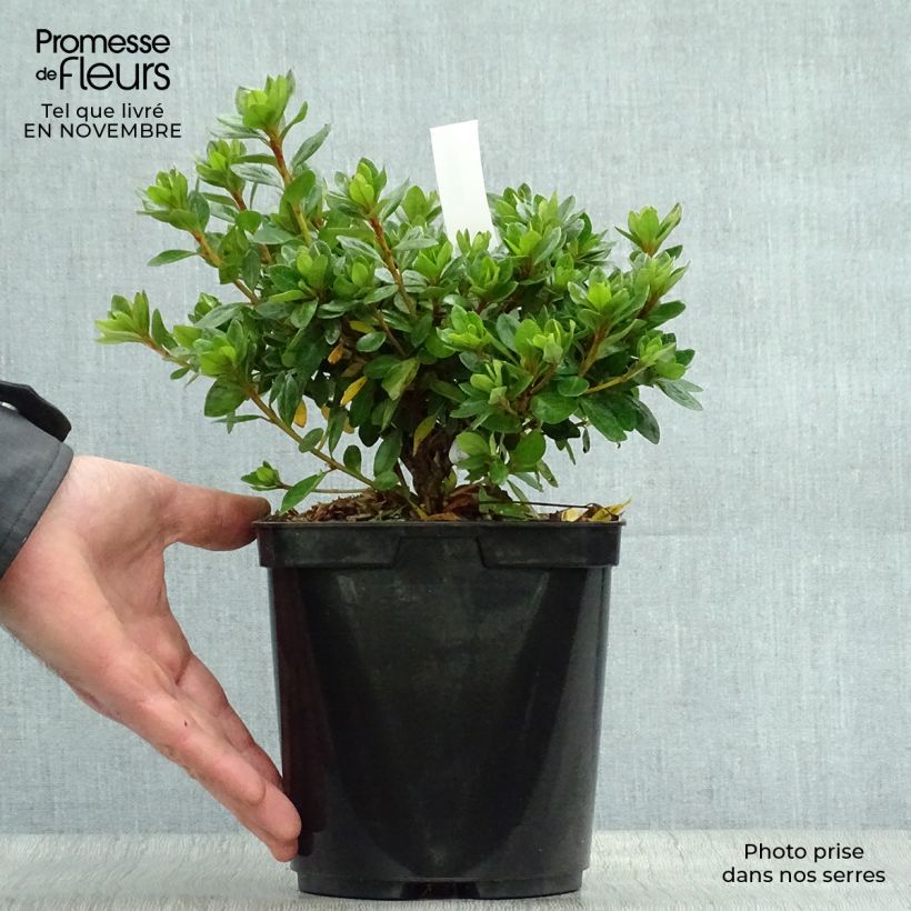 Exemplar von Japanische Azalee Peggy Ann - Azalea kaempferi Topf mit 2L/3L wie im Herbst geliefert