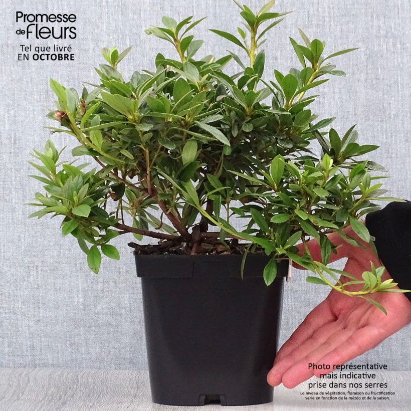 Exemplar von Japanische Azalee Purple Splendor - Azalea Topf mit 2L/3L wie im Herbst geliefert