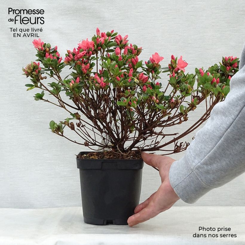 Exemplar von Japanische Azalee Rex - Azalea Topf mit 2L/3L wie im Frühjahr geliefert