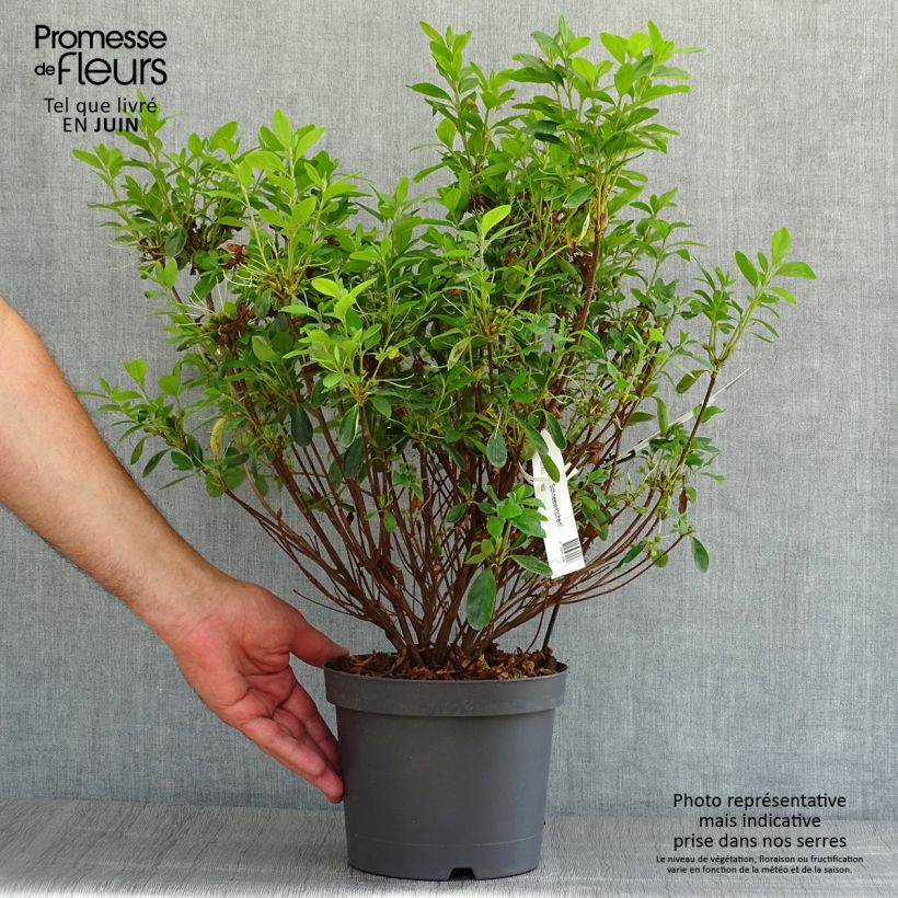 Exemplar von Japanische Azalee Schneewittchen - Azalea Topf mit 2L/3L wie im Sommer geliefert