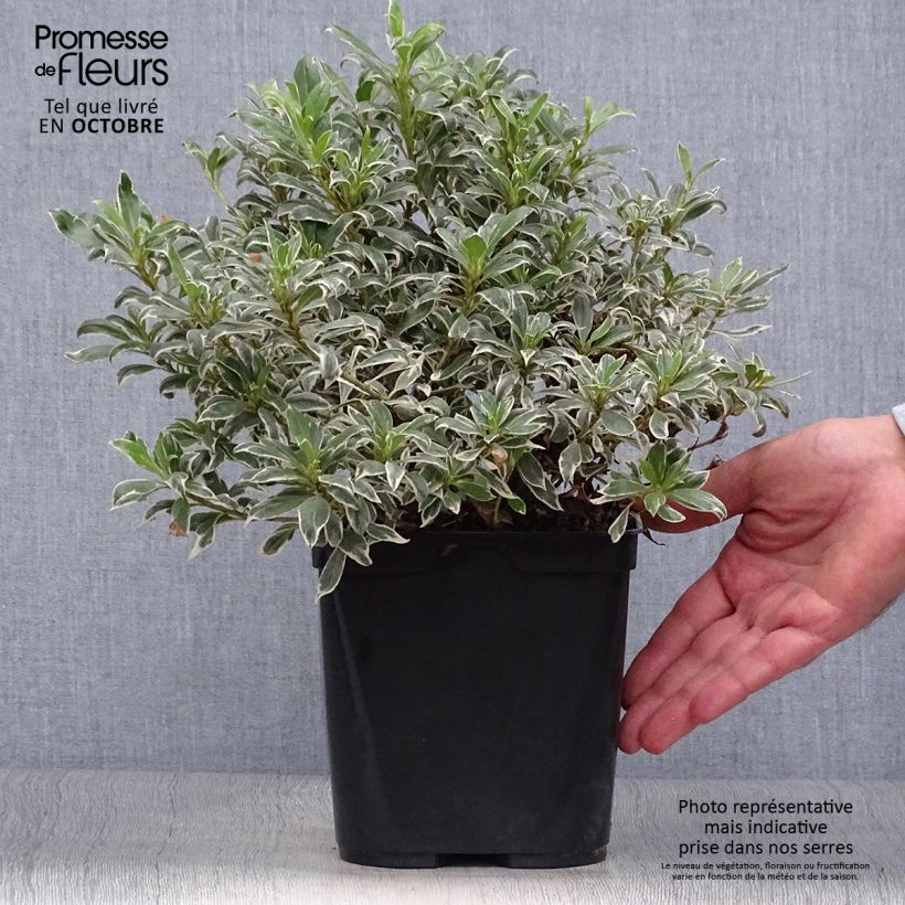 Exemplar von Japanische Azalee Silver Queen - Azalea Topf mit 2L/3L wie im Herbst geliefert