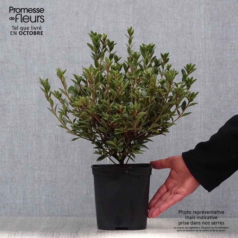 Exemplar von Japanische Azalee Sylvester - Azalea Topf mit 2L/3L wie im Herbst geliefert