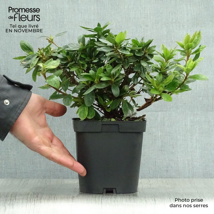 Exemplar von Japanische Azalee Vuyk's Rosyred - Azalea Topf mit 2L/3L wie im Herbst geliefert