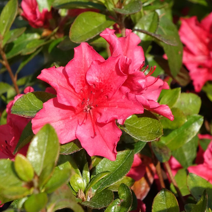 Japanische Azalee Vuyk's Scarlet - Azalea (Blüte)