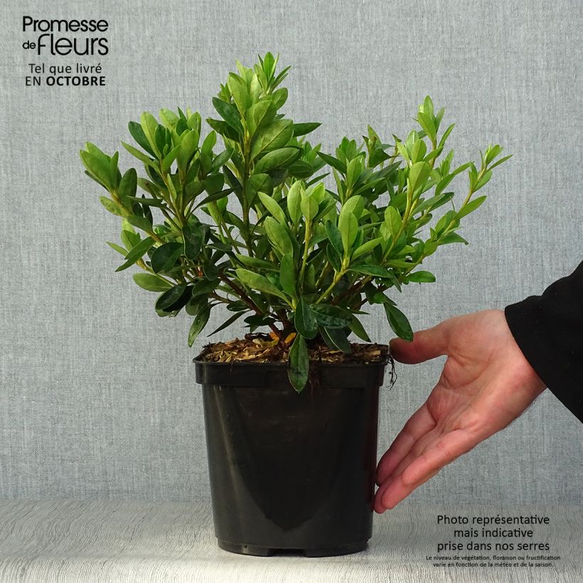 Exemplar von Japanische Azalee White Prince - Azalea Topf mit 2L/3L wie im Herbst geliefert