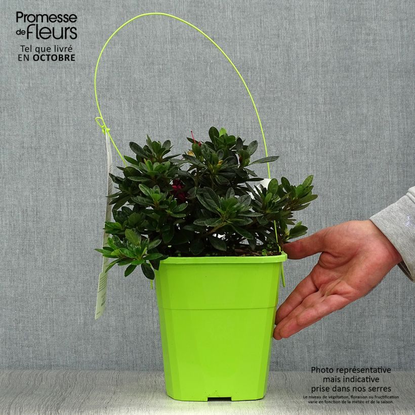 Exemplar von Japanische Azalee ENCORE Autumn Fire - Azalea Topf mit 3L/4L wie im Herbst geliefert