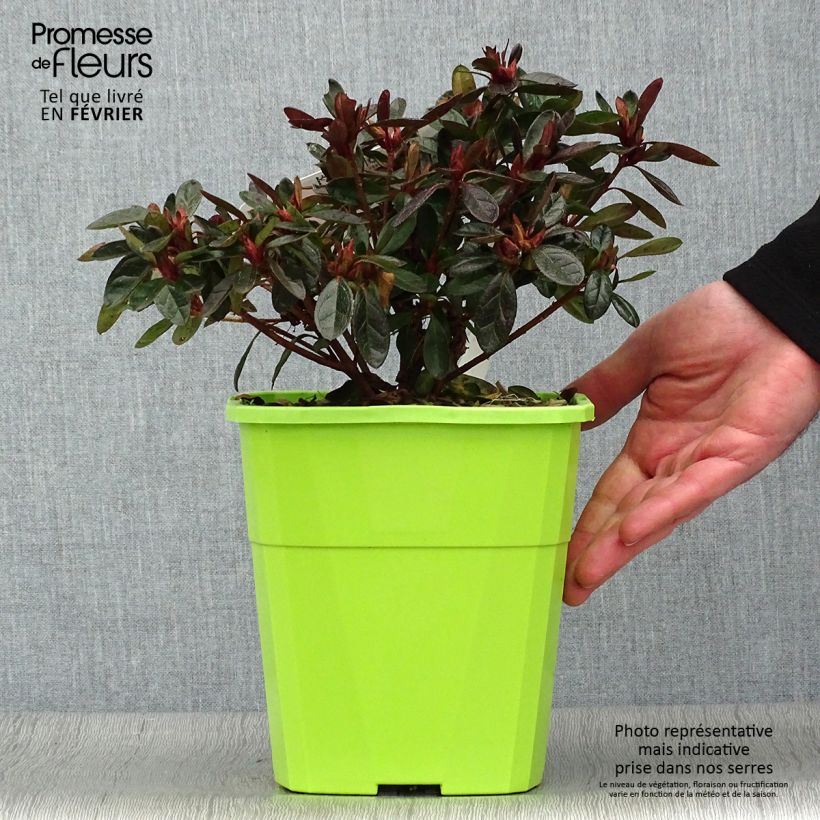Exemplar von Japanische Azalee ENCORE Autumn Fire - Azalea Topf mit 3L/4L wie im Winter geliefert